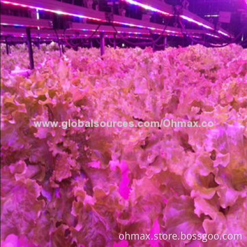 Hydroponic plant LED grow light, waterproof IP65 with plant factory for greenhouse